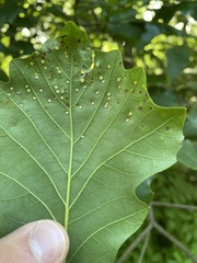 Neuroterus umbilicatus