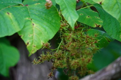 Eriophyes rhoinus