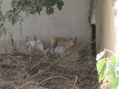Vulpes vulpes flavescens