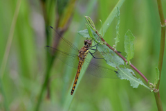 Sympetrum frequens