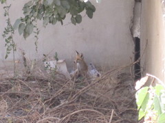 Vulpes vulpes flavescens