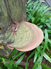 Ganoderma