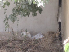 Vulpes vulpes flavescens