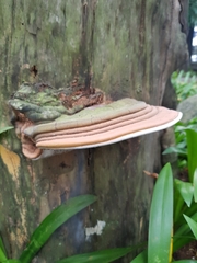 Ganoderma
