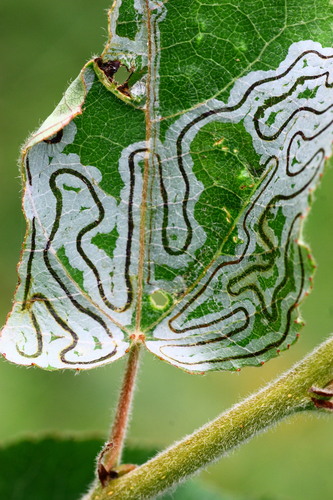 Phyllocnistis labyrinthella