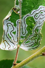 Phyllocnistis labyrinthella
