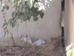 Vulpes vulpes flavescens