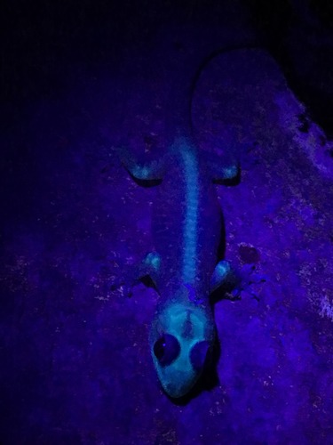 Gehyra mutilata observed 2018-06-30