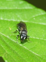 Hylaeus communis