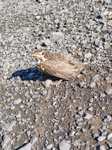 American Robin photographed in West Virginia