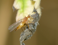 Empis lutea