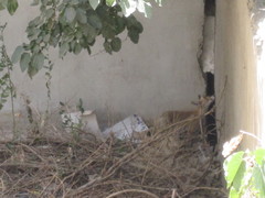 Vulpes vulpes flavescens