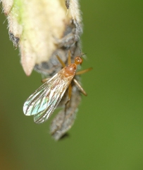 Empis lutea