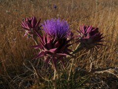 Cynara syriaca