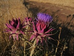 Cynara syriaca