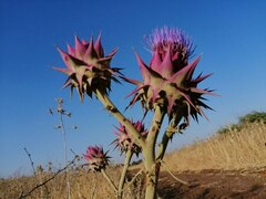 Cynara syriaca