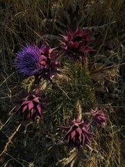 Cynara syriaca