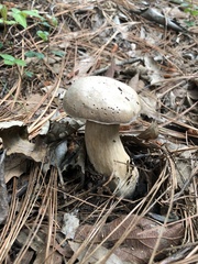 Boletus quercophilus