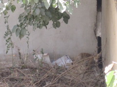 Vulpes vulpes flavescens