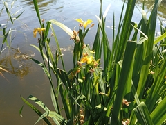 Iris pseudacorus