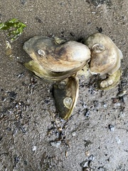 Crassostrea virginica