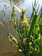 Iris pseudacorus