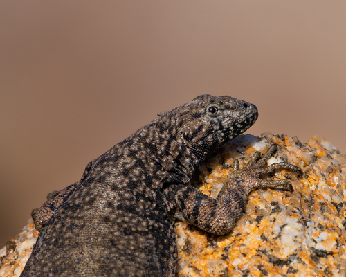 Atacamen Pacific Iguana, Microlophus atacamensis