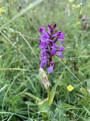 Dactylorhiza traunsteinerioides