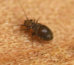 Lepinotus