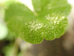 Hydrocotyle nepalensis