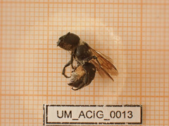 Osmia dimidiata