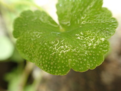 Hydrocotyle nepalensis