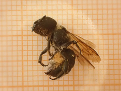 Osmia dimidiata