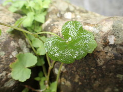 Hydrocotyle nepalensis