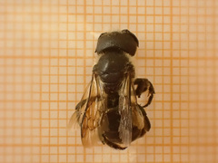 Osmia dimidiata