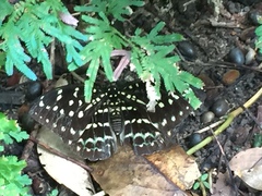 Lexias dirtea merguia