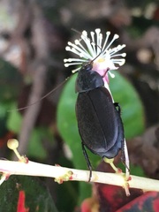 Diploptera punctata