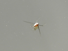 Trepobatinae