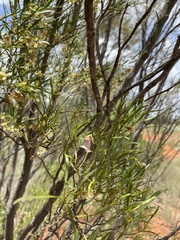 Eremophila sturtii