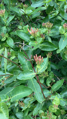 Lonicera caprifolium