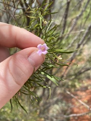 Eremophila sturtii