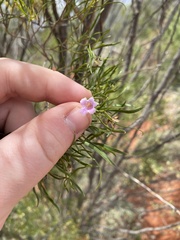 Eremophila sturtii
