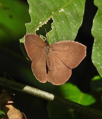 Godartiana muscosa