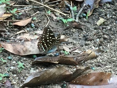 Lexias dirtea merguia
