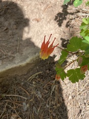 Aquilegia elegantula