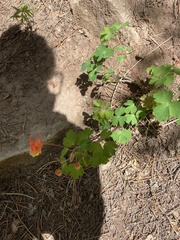 Aquilegia elegantula