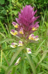 Melampyrum arvense
