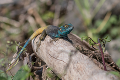 Acanthocercus minutus