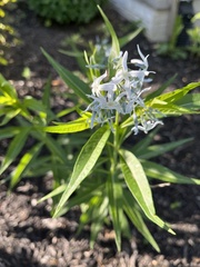 Amsonia illustris