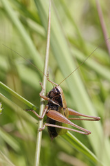 Zeuneriana abbreviata